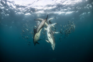 Sardine baitballs being hit by multiple predators Sardine baitballs being hit by multiple predators